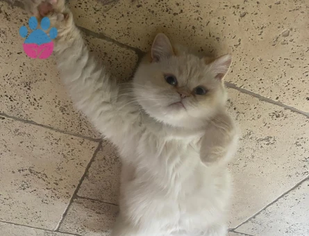 Patitomuza eş arıyoruz