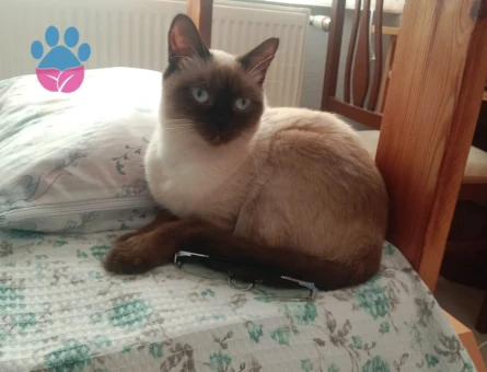 Lidaya Koca arıyoruz