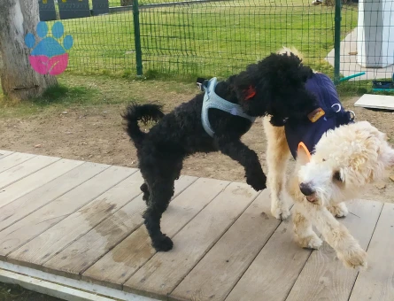 KARAM  kızımıza  eş bakıyoruz.