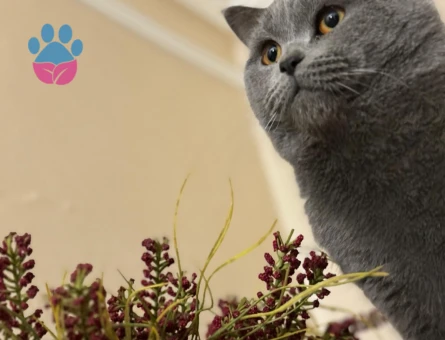 British Shorthair 3 Yaşında Kedime Aşıları Tam Saglıklı Eş Arıyorum