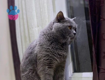 British Shorthair 3 Yaşında Kedime Aşıları Tam Saglıklı Eş Arıyorum