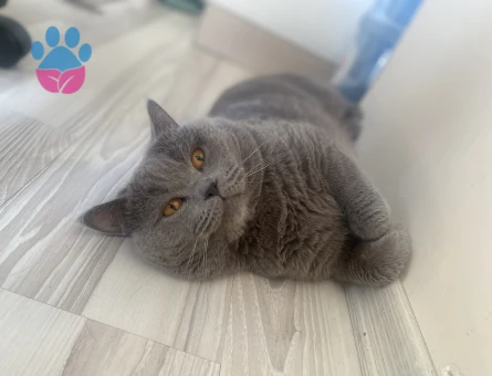 British Shorthair 3 Yaşında Kedime Aşıları Tam Saglıklı Eş Arıyorum
