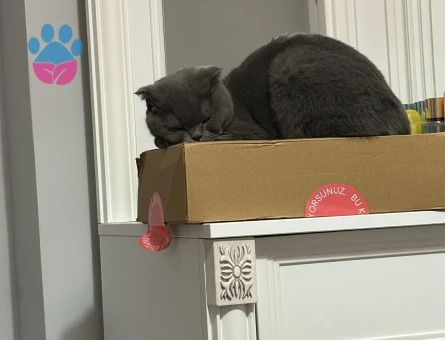 kızgınlıkta acil es ariyoruz 1.5 yasında dişi miosumuz