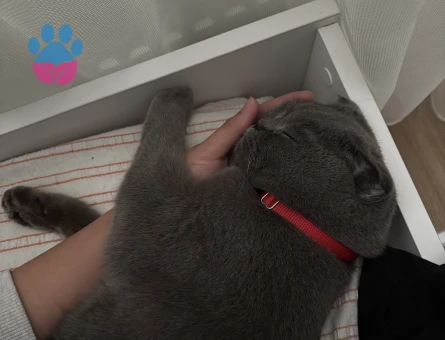 kızgınlıkta acil es ariyoruz 1.5 yasında dişi miosumuz