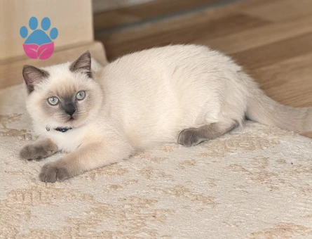 British Shorthair Kedim Eş Arıyor