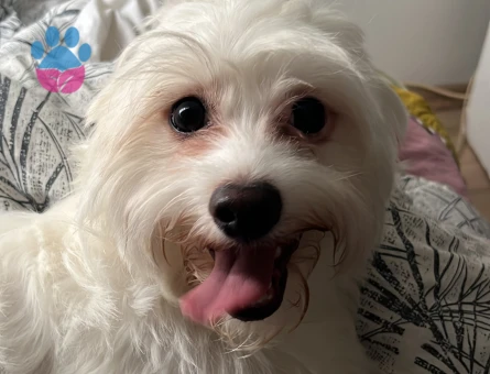 Kıvanç tatlıtuğ minvalinde yakışıklılığa sahip oğlana eş arıyoruz