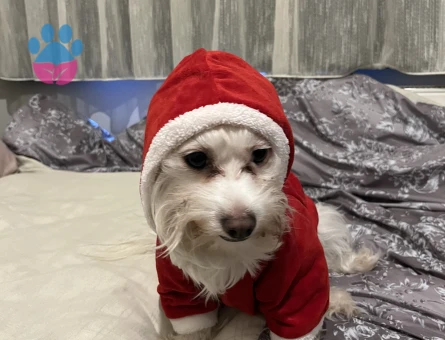 Kıvanç tatlıtuğ minvalinde yakışıklılığa sahip oğlana eş arıyoruz