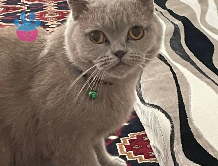 1.5 yaşında scotish dişi kedimiz var tercihen aynı tür ve açık tonlu eş adayları