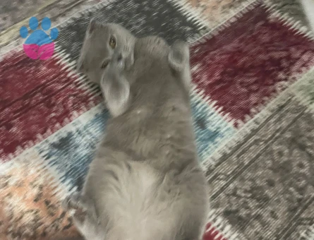 1.5 yaşında scotish dişi kedimiz var tercihen aynı tür ve açık tonlu eş adayları