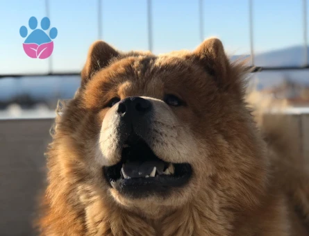 İzmirde dişi chowchow arıyoruz