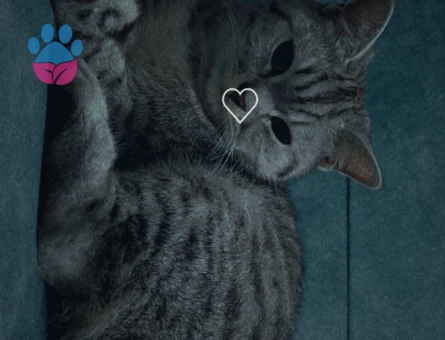 1.5 Yaşındaki Güzel Kızımıza Damat adayı Arıyoruz