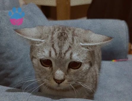 1.5 Yaşındaki Güzel Kızımıza Damat adayı Arıyoruz