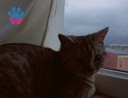 1.5 Yaşındaki Güzel Kızımıza Damat adayı Arıyoruz