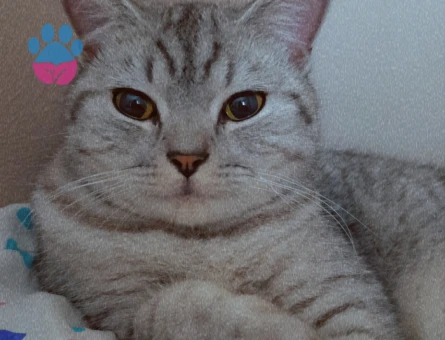 1.5 Yaşındaki Güzel Kızımıza Damat adayı Arıyoruz