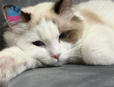 DİŞİ KEDİM İÇİN EŞ ARIYORUZ