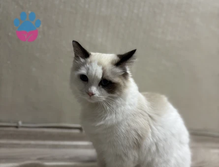 DİŞİ KEDİM İÇİN EŞ ARIYORUZ