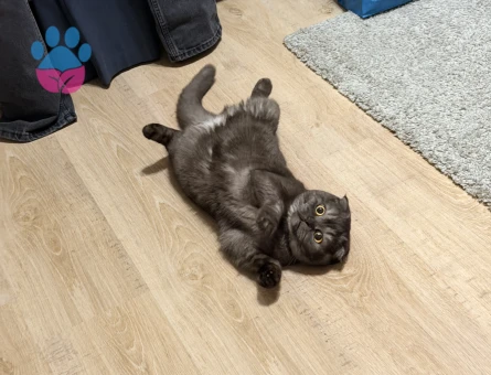 Kedimize erkek eş arıyoruz