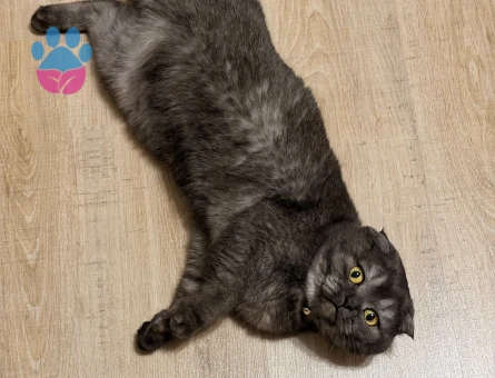 Kedimize erkek eş arıyoruz