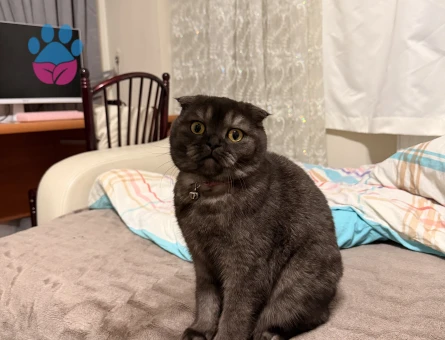 Kedimize erkek eş arıyoruz