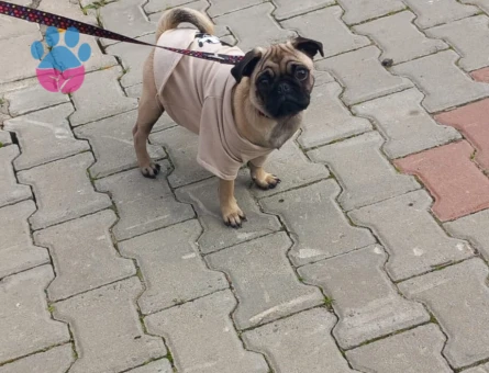 Pug köpeğimize eş arıyoruz
