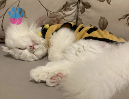 Scottish Fold Longhair Erkek Kedime Eş Arıyorum