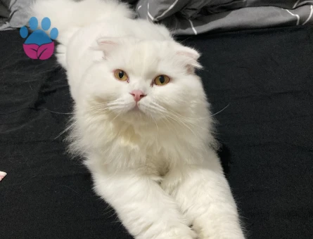 Scottish Fold Longhair Erkek Kedime Eş Arıyorum