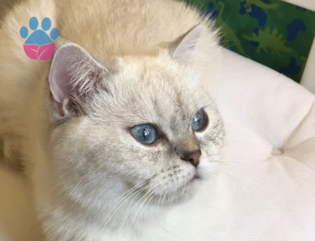 British Shorthair Kızıma eş arıyorum