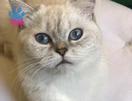 British Shorthair Kızıma eş arıyorum