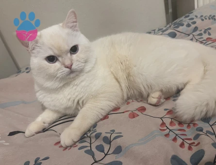 British Shorthair Oğluma Eş Arıyorum 1 Yaşında