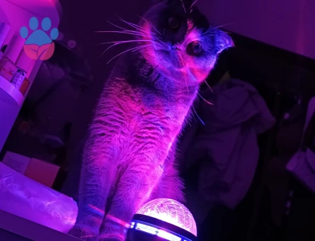 Scottish Fold Erkek Kedime Eş Arıyorum