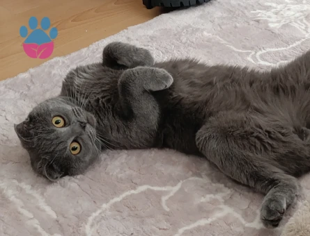 Scottish Fold Erkek Kedime Eş Arıyorum