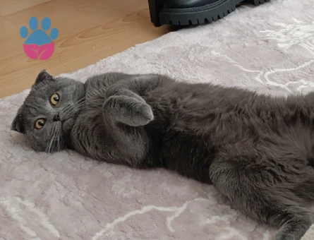 Scottish Fold Erkek Kedime Eş Arıyorum