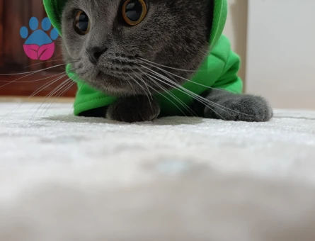 Scottish Fold Erkek Kedime Eş Arıyorum