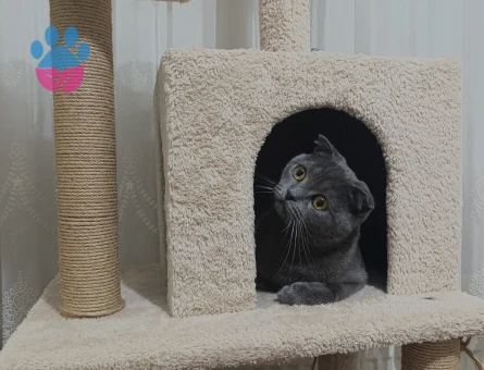 Scottish Fold Erkek Kedime Eş Arıyorum