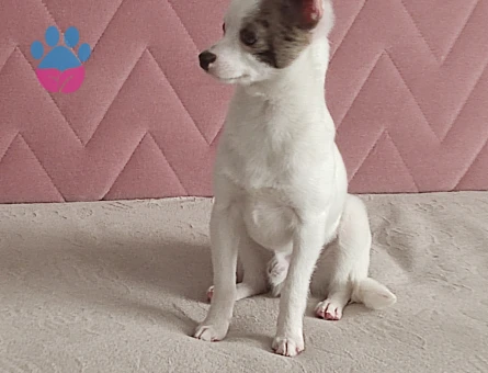 Chihuahua 1 Yaşında Eş Arıyor