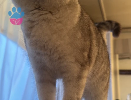 British Kedime Eş Arıyorum 1 Yaşında