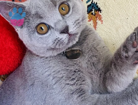 British Shorthair Kedime Eş Arıyorum 1,5 Yaşında