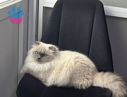 Scottish Straight 2 Yaşında Kedime Eş Arıyorum