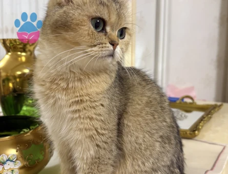 British Shorthair 1 Yaşında Kedime Eş arıyoruz
