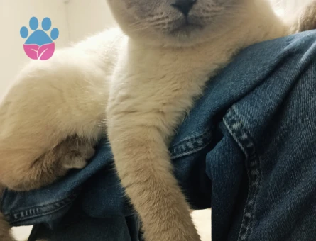 British Shorthair Kedime  Eş arıyoruz