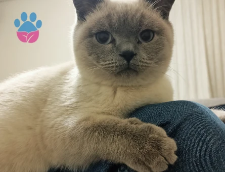 British Shorthair Kedime  Eş arıyoruz