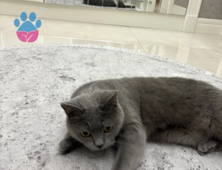 Kızım Başak kızgınlıkta acil eş arıyorum