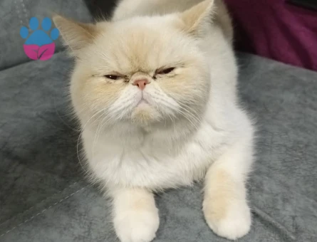 Exotic shorthair 1,5 Yaşında Kedim Eş Arıyor