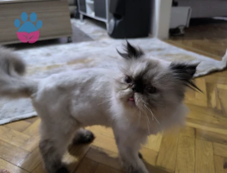 İran Kedisi 1 Yaşında Eş Arıyor