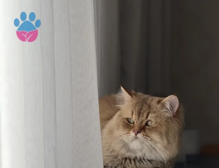 British longhair oğluma eş arıyorum