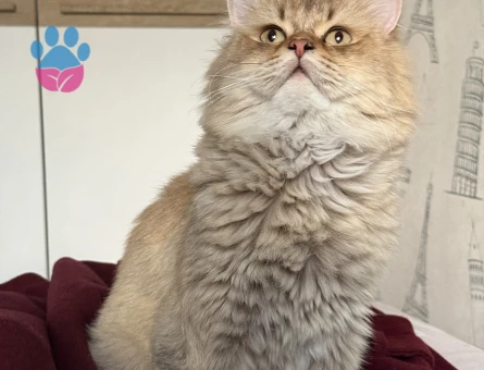 British longhair oğluma eş arıyorum