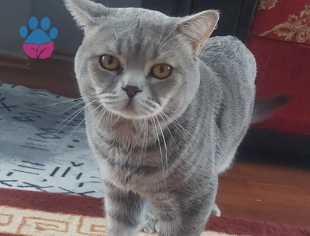 British Shorthair erkek kedimize es arıyoruz.