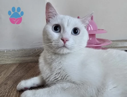 British kedimiz için eş arıyoruz