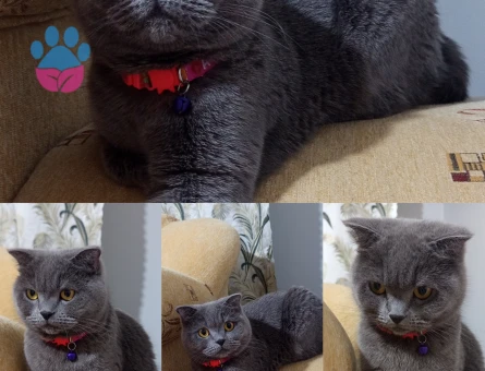 British Shorthair 1,5 Yaşında Kedime eş arıyorum