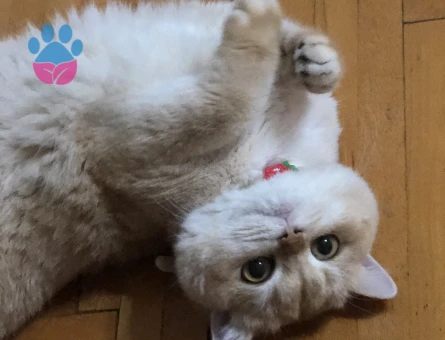British Shorthair Kedime Eş Arıyorum